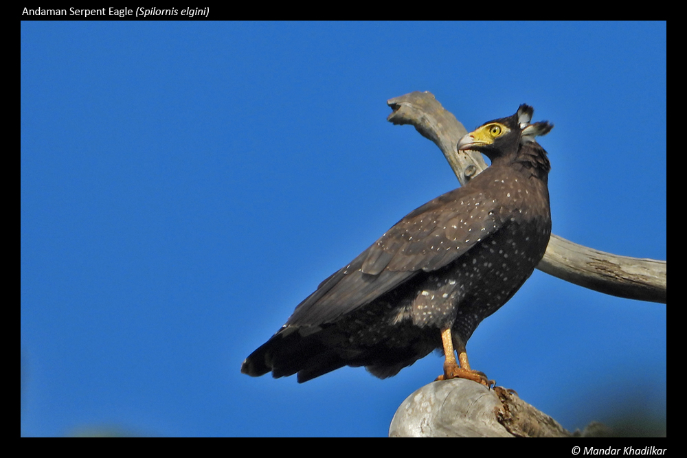 Andaman Serpent Eagle