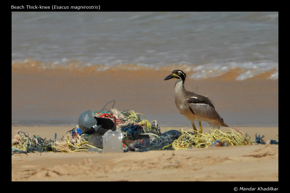 Beach Thick-knee