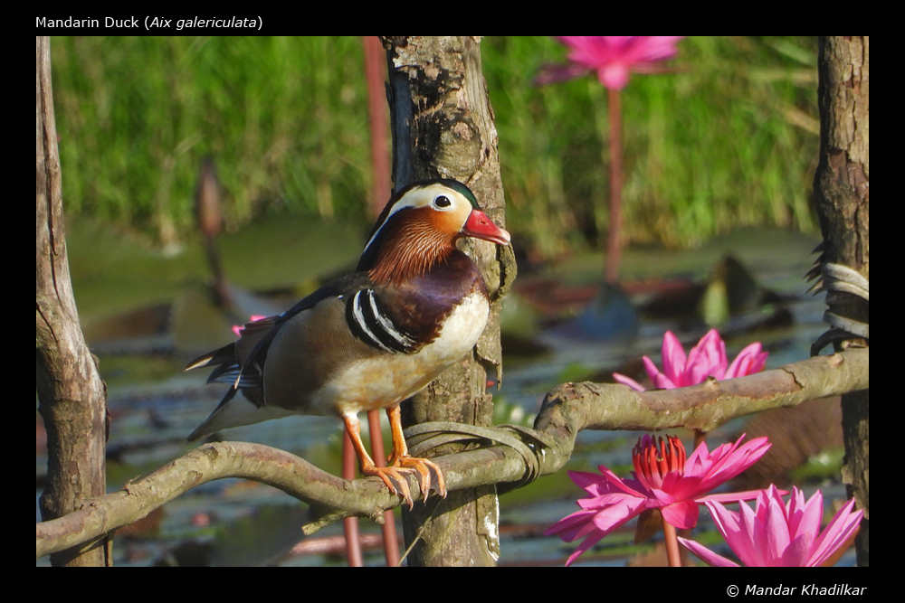 Mandarin Duck